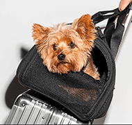 Dog Carriers - Bosonshop