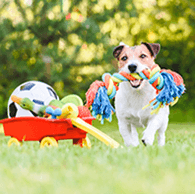 Dog Toys - Bosonshop